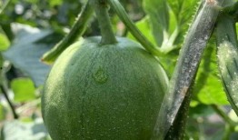 瓜瓜娱乐圈吃瓜,揭秘明星幕后那些事儿